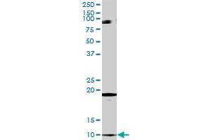 CLPS antibody  (AA 1-112)