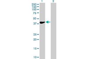 Western Blot analysis of HEMK1 expression in transfected 293T cell line by HEMK1 MaxPab polyclonal antibody. (HEMK1 抗体  (AA 1-338))