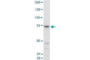 SETX monoclonal antibody (M05), clone 2A9. (Senataxin (SETX) (AA 2579-2676) 抗体)