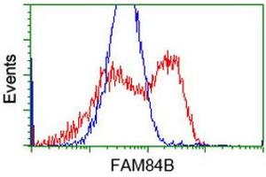 HEK293T cells transfected with either RC207996 overexpress plasmid (Red) or empty vector control plasmid (Blue) were immunostained by anti-FAM84B antibody (ABIN2453027), and then analyzed by flow cytometry. (FAM84B 抗体)