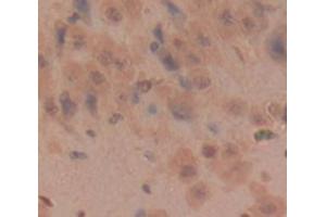 IHC-P analysis of Rat Tissue, with DAB staining. (Kallikrein 6 抗体  (AA 26-261))