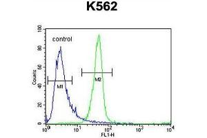 ANR52 Antibody (N-term) flow cytometric analysis of K562 cells (right histogram) compared to a negative control cell (left histogram). (ANKRD52 抗体  (N-Term))