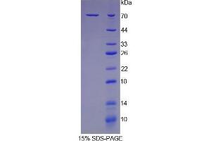 SDS-PAGE (SDS) image for Heat Shock 70kDa Protein 1B (HSPA1B) (AA 1-642) protein (His tag) (ABIN1079796)
