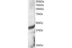 ABIN184743 staining (3 µg/mL) of HeLa lysate (RIPA buffer, 30 µg total protein per lane).