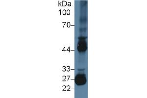 Detection of MMP10 in Mouse Testis lysate using Polyclonal Antibody to Matrix Metalloproteinase 10 (MMP10) (MMP10 抗体  (AA 154-472))