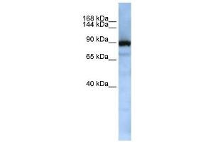 XPOT antibody used at 1 ug/ml to detect target protein. (XPOT 抗体)