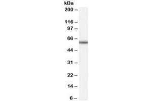 Western blot testing of human peripheral blood mononucleocyte lysate with GNRHR antibody at 0. (GNRHR 抗体)
