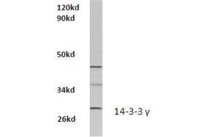 Western blot analysis of 14-3-3 gamma Antibody  in extracts from Hela cells at 1/500 dilution. (14-3-3 gamma 抗体)