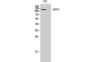 Western Blotting (WB) image for anti-Lemur Tyrosine Kinase 3 (LMTK3) (C-Term) antibody (ABIN3185397) (LMTK3 抗体  (C-Term))
