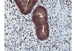 Image no. 3 for anti-Arginyl Aminopeptidase (Aminopeptidase B) (RNPEP) antibody (ABIN1500729) (RNPEP 抗体)