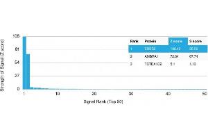 Analysis of Protein Array containing more than 19,000 full-length human proteins using HER-2 Mouse Monoclonal Antibody (ERBB2/2452). (ErbB2/Her2 抗体  (AA 311-462))