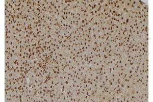 ABIN6275831 at 1/100 staining Rat liver tissue by IHC-P. (TRAF2 抗体  (C-Term))