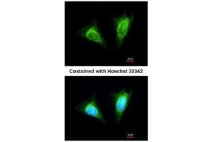 Immunofluorescence (IF) image for anti-Killer Cell Lectin-Like Receptor Subfamily C, Member 1 (KLRC1) (N-Term) antibody (ABIN2856611)