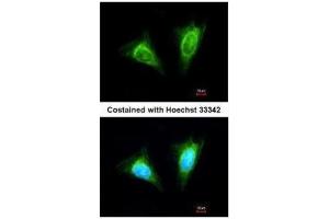 ICC/IF Image Immunofluorescence analysis of methanol-fixed HeLa, using KLRC1, antibody at 1:200 dilution. (KLRC1 抗体  (N-Term))