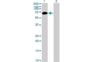 Western Blot analysis of SRPK3 expression in transfected 293T cell line by SRPK3 MaxPab polyclonal antibody. (SRPK3 抗体  (AA 1-567))