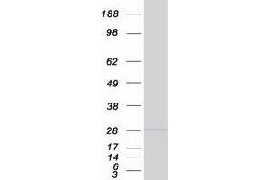 Western Blotting (WB) image for GINS Complex Subunit 3 (Psf3 Homolog) (GINS3) (Transcript Variant 2) protein (Myc-DYKDDDDK Tag) (ABIN2721882)