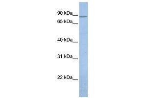 KCNH7 antibody used at 1 ug/ml to detect target protein. (KCNH7 抗体)