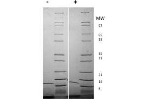 SDS-PAGE of Mouse Interleukin-13 Recombinant Protein SDS-PAGE of Mouse Interleukin-13 Recombinant Protein. (IL-13 蛋白)