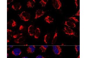 Confocal immunofluorescence analysis of U2OS cells using IMMT Polyclonal Antibody at dilution of 1:100. (IMMT 抗体)