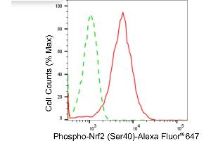 Flow cytometric analysis of phospho-Nrf2 (Ser40) expression in HepG2 cells using phospho-Nrf2 (Ser40) antibody (ABIN7799632), 1:2,000). (Recombinant NRF2 抗体  (pSer40))
