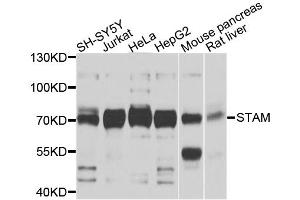Western blot analysis of extracts of various cell lines, using STAM antibody. (STAM 抗体)