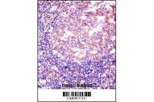 RBM12 Antibody immunohistochemistry analysis in formalin fixed and paraffin embedded human tonsil tissue followed by peroxidase conjugation of the secondary antibody and DAB staining. (RBM12 抗体  (AA 575-603))