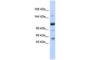 WB Suggested Anti-SR140 Antibody Titration:  0. (SR140 抗体  (N-Term))