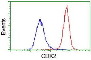 Image no. 8 for anti-Cyclin-Dependent Kinase 2 (CDK2) antibody (ABIN1497394) (CDK2 抗体)