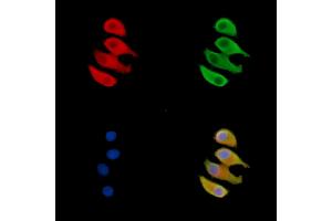 ABIN7095560 and ABIN7099617 staining Hela cells by IF/ICC. (ARPIN 抗体)