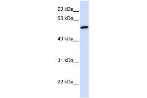 WB Suggested Anti-NELF Antibody Titration:  0. (NMDA Receptor Synaptonuclear Signaling and Neuronal Migration Factor (NSMF) (N-Term) 抗体)