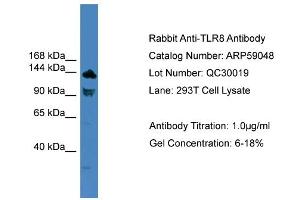 WB Suggested Anti-TLR8  Antibody Titration: 0. (TLR8 抗体  (C-Term))