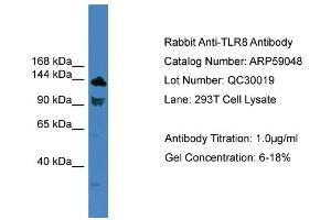 WB Suggested Anti-TLR8  Antibody Titration: 0.