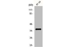 Western Blot analysis of HT29 cells using GPR171 Polyclonal Antibody (GPR171 抗体  (Internal Region))