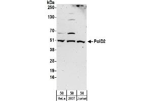 Western Blotting (WB) image for anti-Polymerase (DNA Directed), delta 2, Accessory Subunit (POLD2) (AA 419-469) antibody (ABIN7455022)