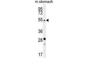 SUV4-20H2 Antibody (N-term) western blot analysis in mouse stomach tissue lysates (35 µg/lane). (SUV420H2/KMT5C 抗体  (N-Term))