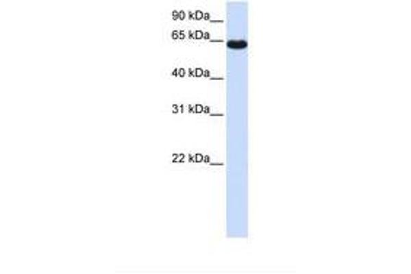Zinc Finger Protein 117 抗体  (AA 218-267)