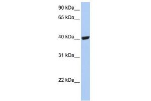 SELENBP1 antibody used at 1 ug/ml to detect target protein. (SELENBP1 抗体  (C-Term))