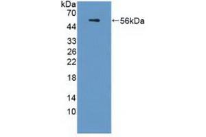 Western blot analysis of recombinant Human APOL1. (APOL1 抗体  (AA 1-238))