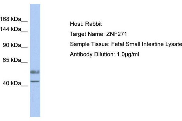ZNF271 抗体  (Middle Region)