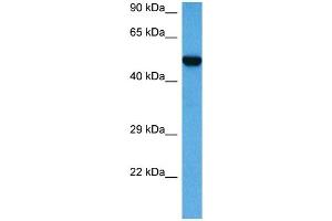 Western Blotting (WB) image for anti-serine/threonine Kinase 3 (STK3) (C-Term) antibody (ABIN2783469)
