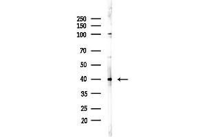 Western blot analysis of lysates from RAW264.