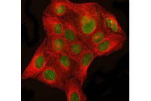 IF analysis of DHX15/prp43 using anti-DHX15/prp43 antibody (ABIN7602738) and anti-Beta Tubulin antibody (ABIN7602743).