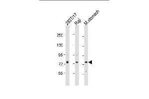 All lanes : Anti-PLA2G4F Antibody (Center) at 1:2000 dilution Lane 1: 293T/17 whole cell lysate Lane 2: Raji whole cell lysate Lane 3: mouse stomach lysate Lysates/proteins at 20 μg per lane. (PLA2G4F 抗体  (AA 289-331))