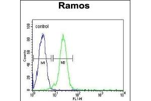 C13orf18 Antibody (Center) (ABIN652073 and ABIN2840537) flow cytometric analysis of Ramos cells (right histogram) compared to a negative control cell (left histogram). (C13orf18 抗体  (AA 379-405))
