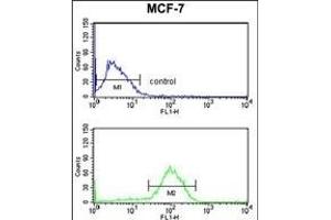 AGR3 Antibody (C-term) (ABIN653373 and ABIN2842844) flow cytometry analysis of MCF-7 cells (bottom histogram) compared to a negative control cell (top histogram).
