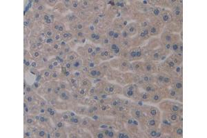 IHC-P analysis of Mouse Tissue, with DAB staining. (Apolipoprotein C-II 抗体  (AA 13-97))