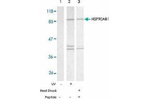 Western blot analysis of extracts from HeLa cells using HSP90AB1 polyclonal antibody  . (HSP90AB1 抗体)