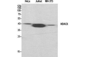 Western Blot (WB) analysis of specific cells using HDAC8 Polyclonal Antibody. (HDAC8 抗体  (Tyr753))