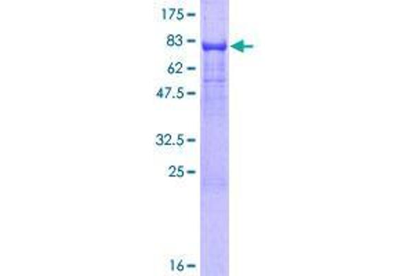 TMX3 Protein (AA 1-454) (GST tag)