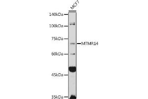 Western blot analysis of extracts of MCF7 cells, using MTMR14 antibody (ABIN6129695, ABIN6144154, ABIN6144155 and ABIN6223372) at 1:1000 dilution. (MTMR14 抗体  (AA 1-280))